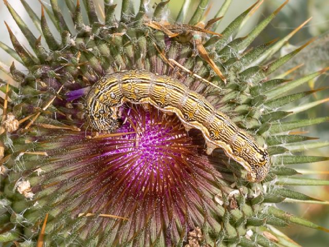 Larva di...Helicoverpa armigera (Noctuidae)